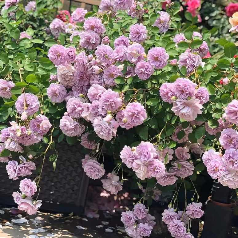【蓝色阴雨】阳台垂吊多季开花 蓝色阴雨藤本软枝月季庭院花园植物