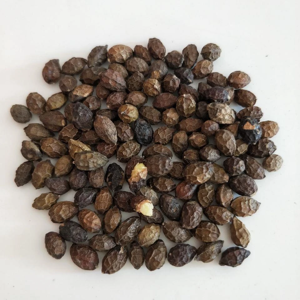 鸦胆子种子老鸦胆四季庭院苦榛子鸦蛋子鸭蛋子种子鸭胆子林木种子