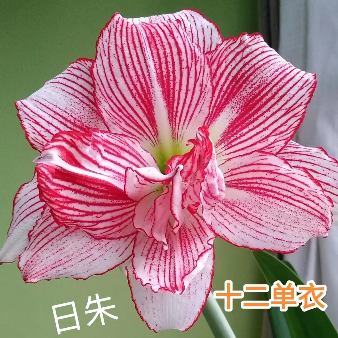 朱顶红 【十二单衣】 日朱小苗 包邮 偏远除外