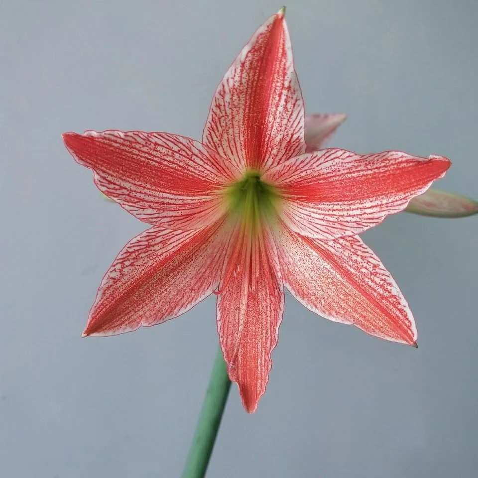 朱顶红【蝉翼】单瓣品种喷点花卉绿植