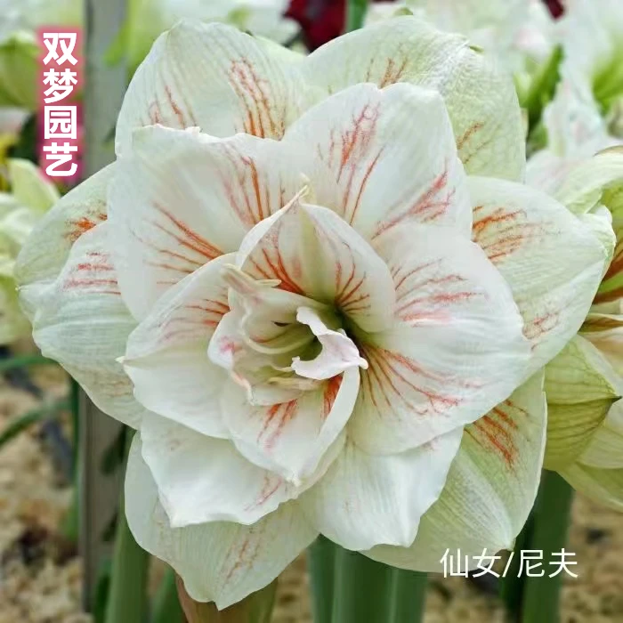 包邮   朱顶红【仙女尼夫】重瓣花卉种球