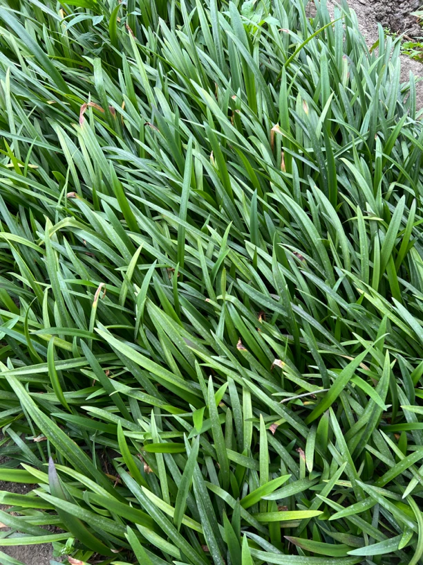 【朱顶红杂交】包邮偏远除外 进口球开花后杂交授粉