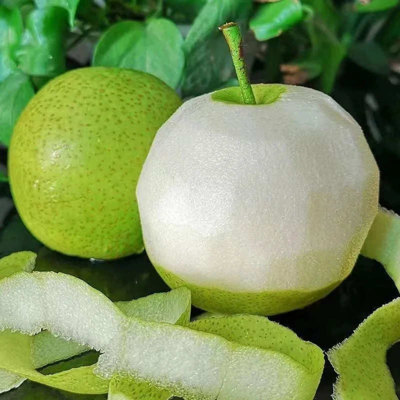 正宗砀山青梨翠冠梨皇冠梨脆甜 皮薄 爆汁 现摘现发5/9斤