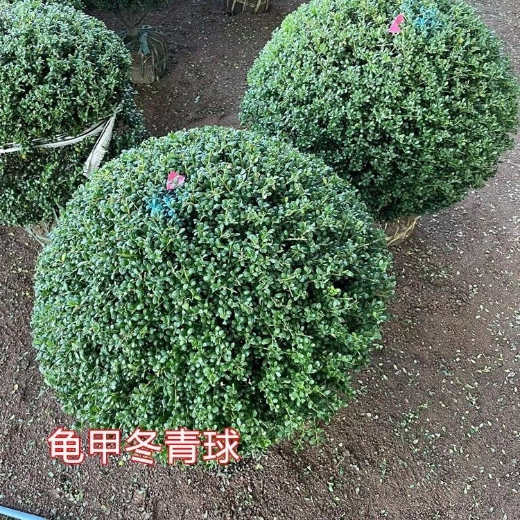 龟甲冬青球四季常青庭院苗木球形名贵风景树室外植物