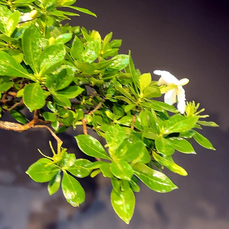 【一物一拍】孤芳域精品海岛栀子花盆栽盆景庭院办公茶桌室内外阳台