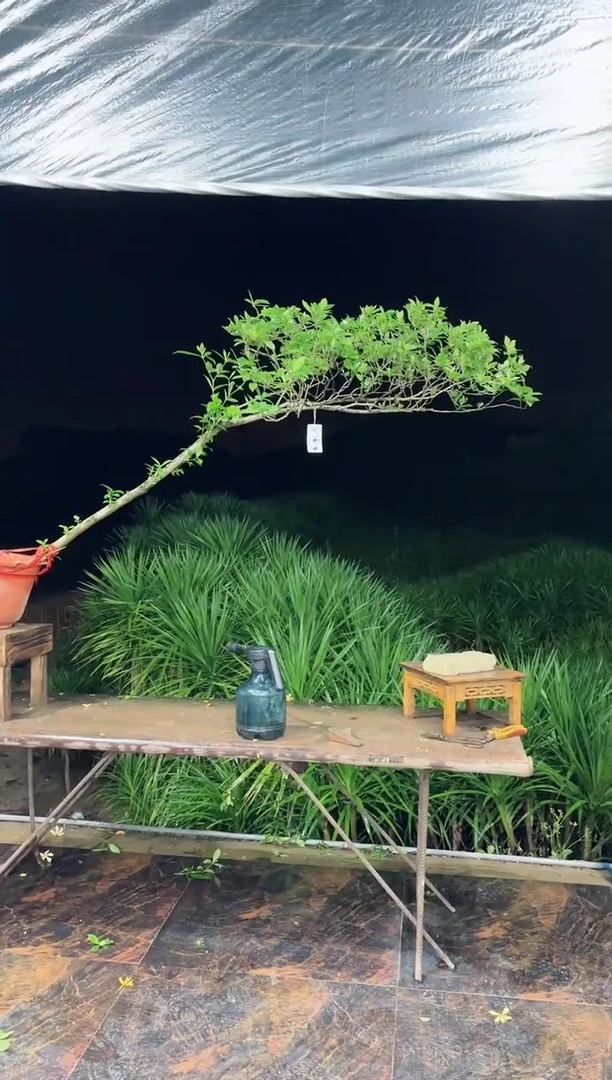 【闪购商品】盆景海岛栀子花