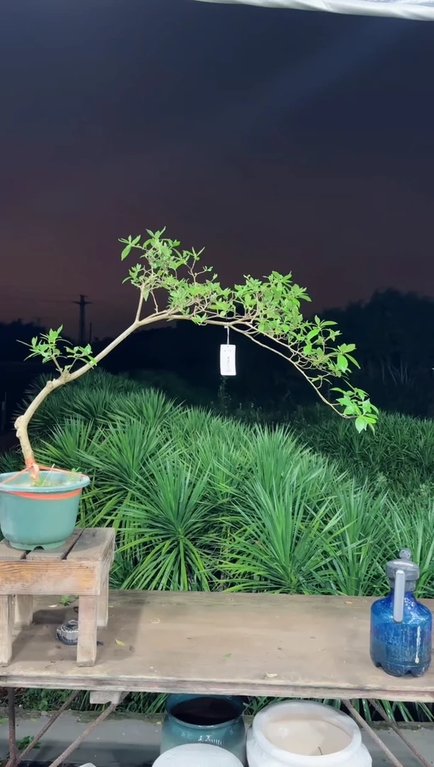 【闪购商品】盆景海岛栀子花