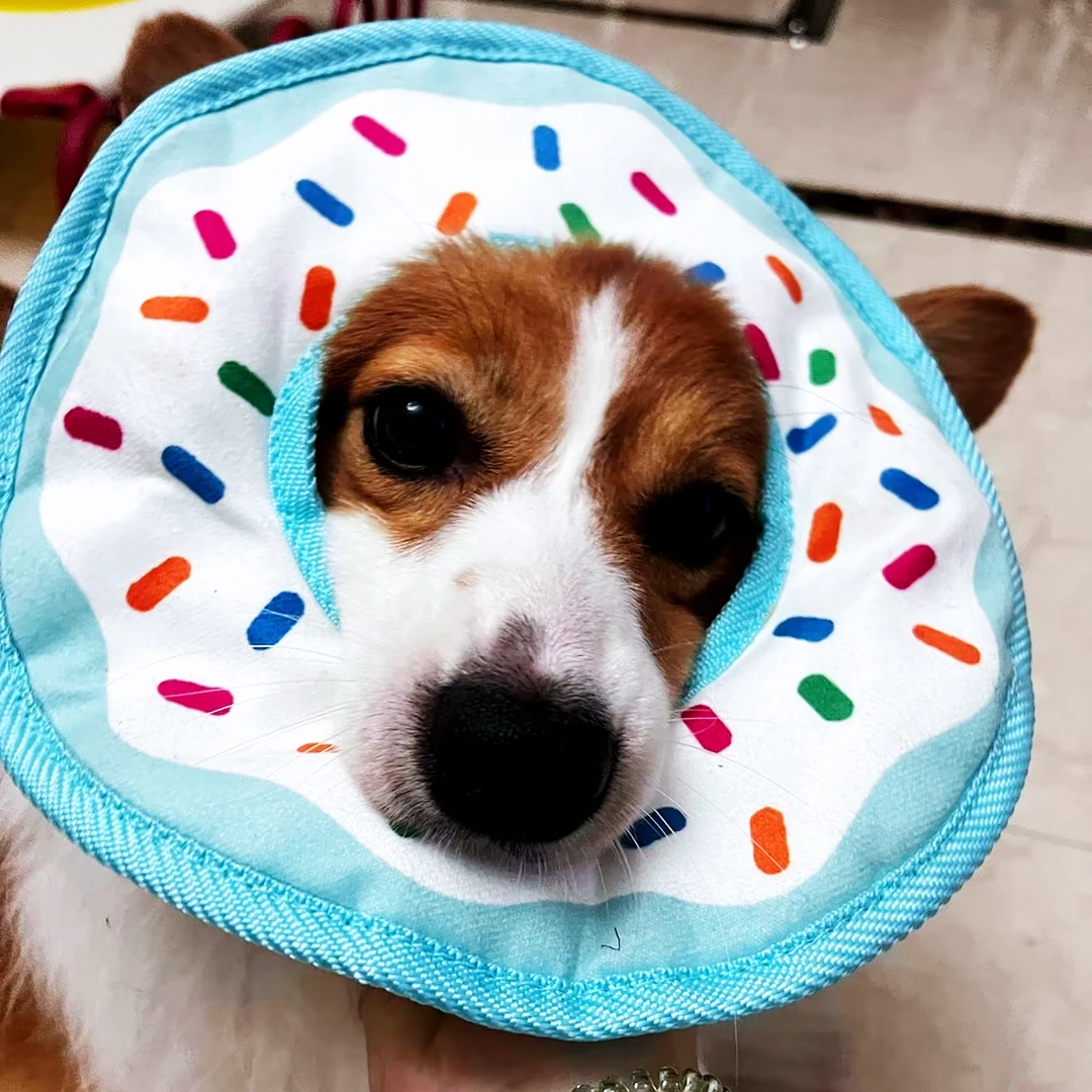 宠物玩具响纸毛绒玩偶发声磨牙洁齿大中小型犬均可玩甜甜圈防掏棉