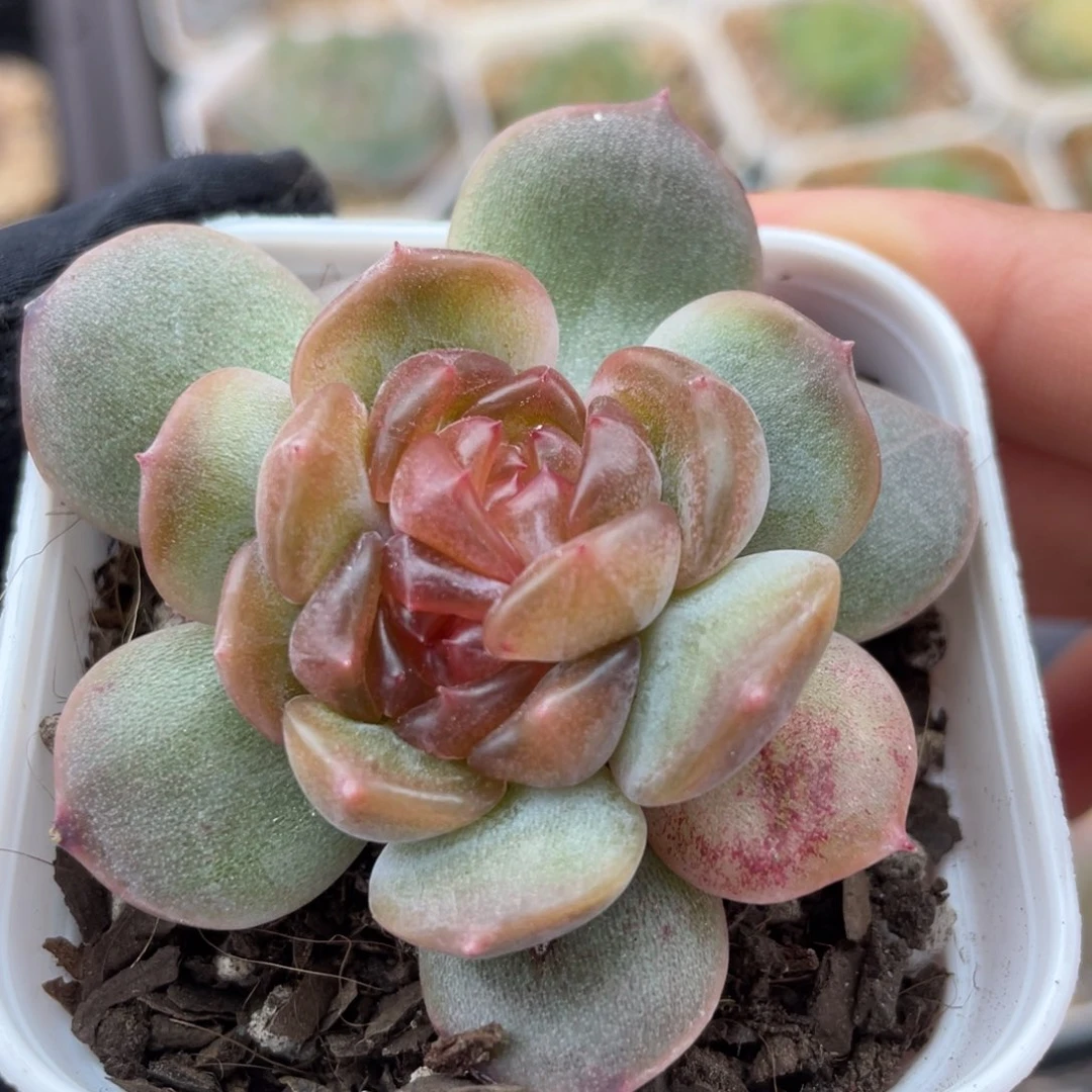 红色恋人个体13号