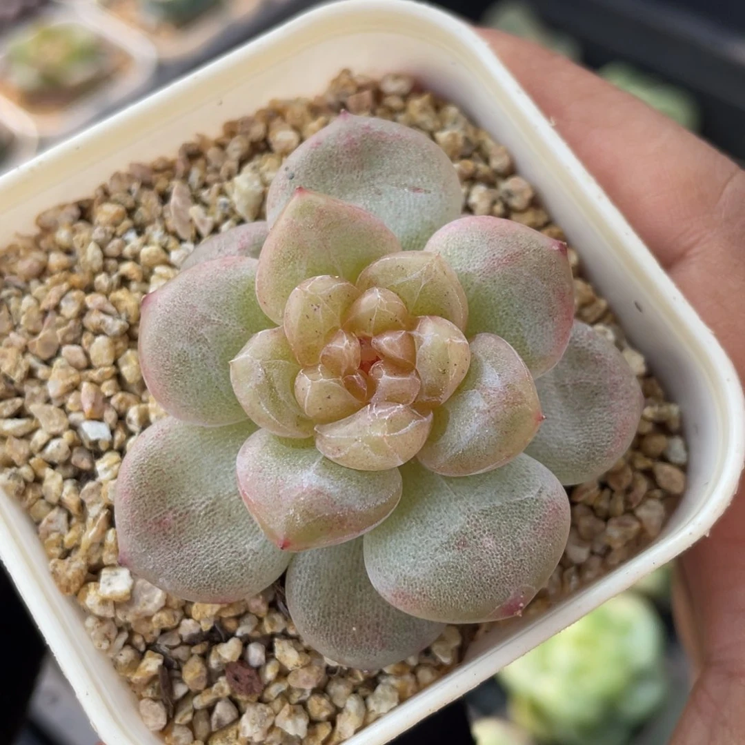 粉色透心福利珍妮16