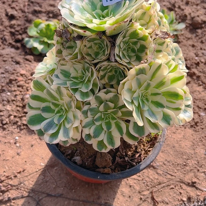 昵****？10.20-13迈巴赫多肉1