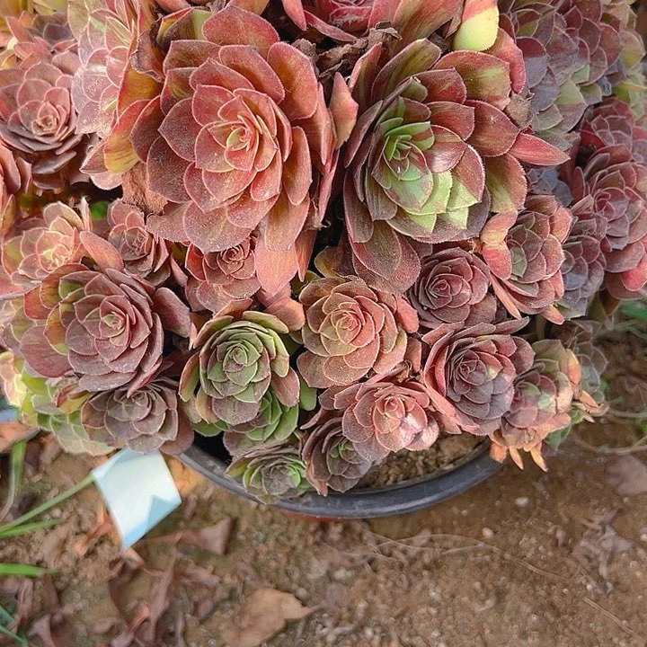 柏*娜673花月夜多肉植物1