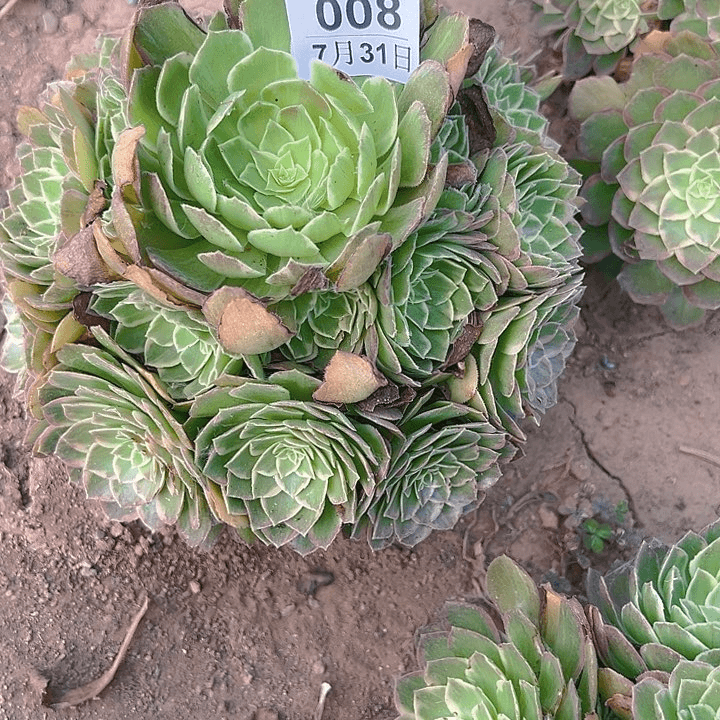 7.31-8莲花多肉植物3