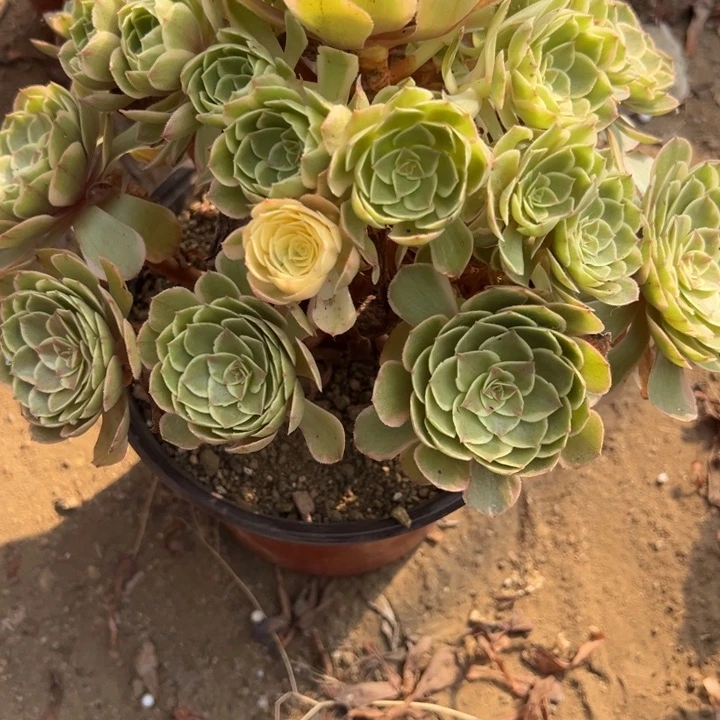 365粉花妖多肉植物1