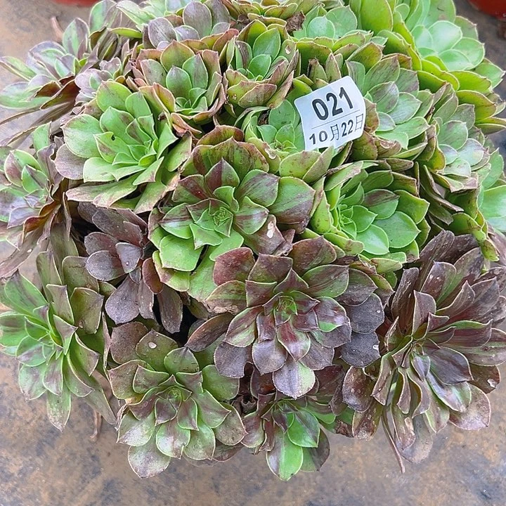 10.22-21花月夜多肉1