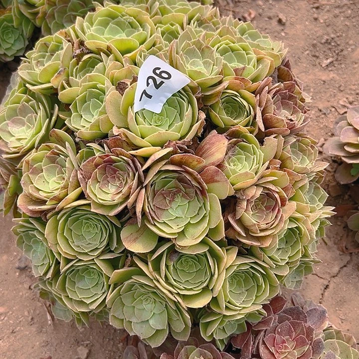 真**言726花月夜多肉植物5