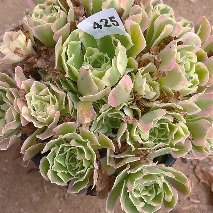 425白凤多肉植物1