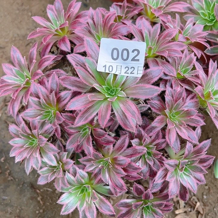 10.22-2火凤凰多肉1