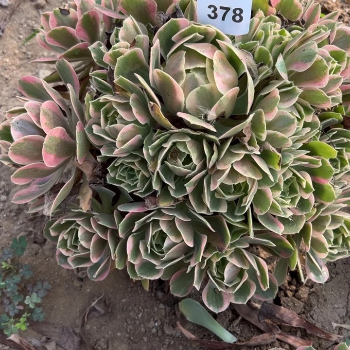 378粉女妖多肉植物5