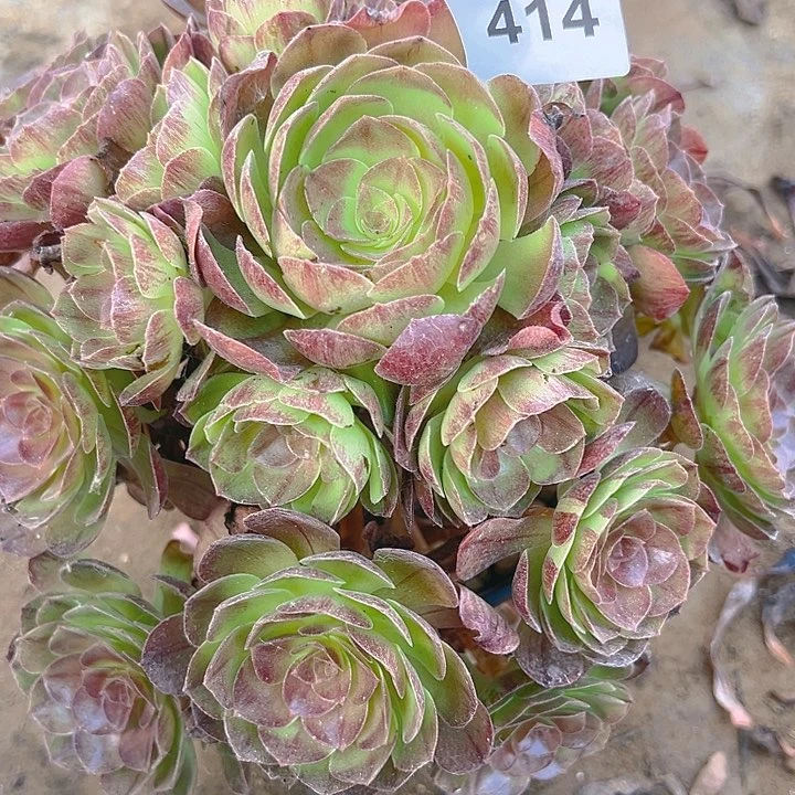 414黑膜多肉植物1