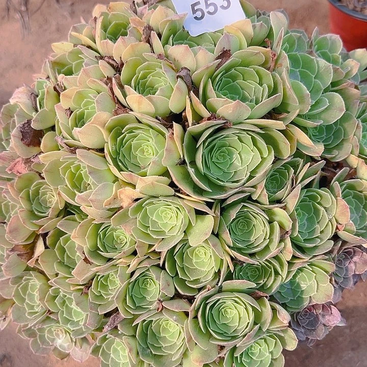 553万圣夜多肉植物1