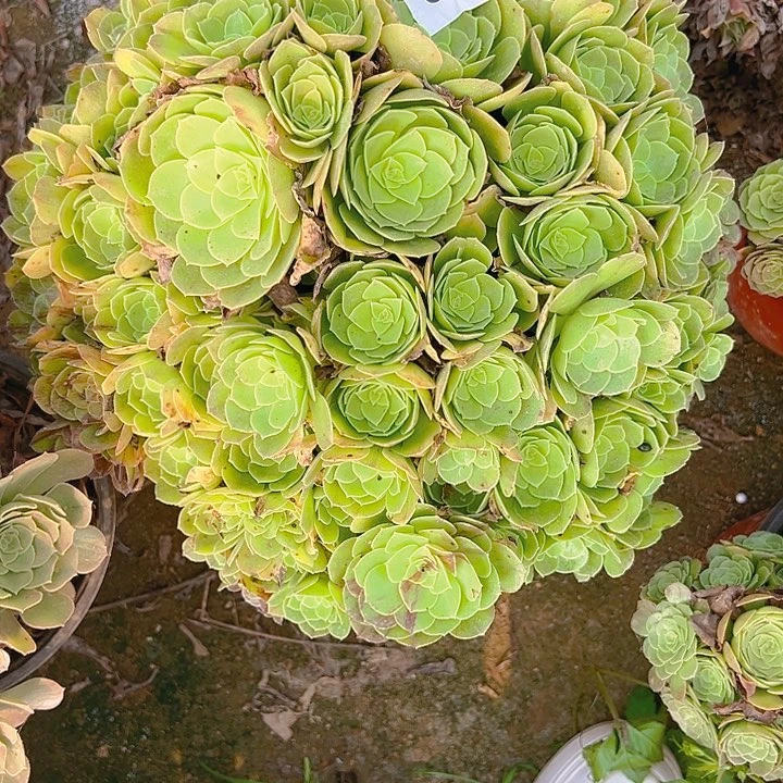 柏*娜679万圣夜多肉植物1