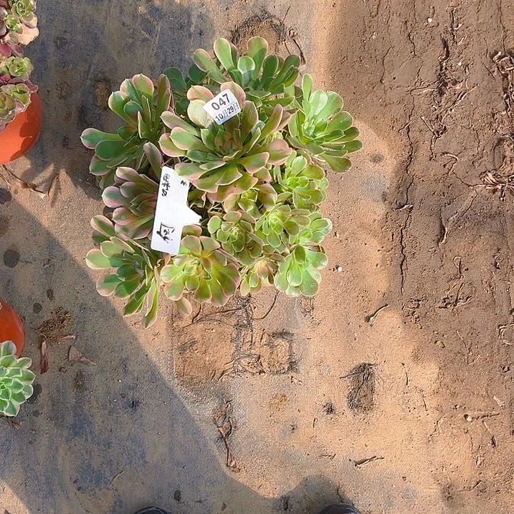 陌*诺1029-47香妃多肉1