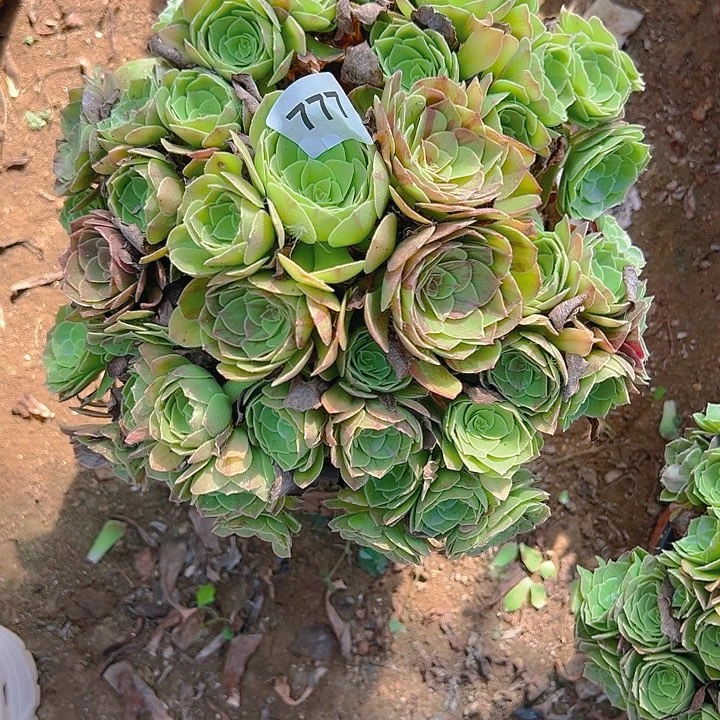 777花月夜多肉植物1
