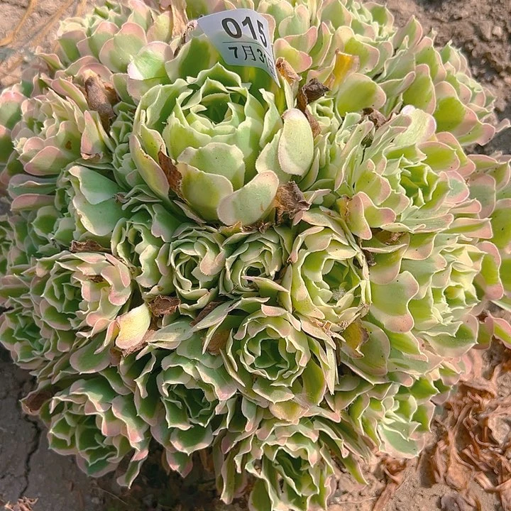 7.31-15白凤多肉植物4