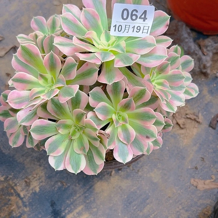 10.19-64女巫多肉1