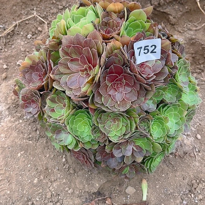 萝**?752花月夜多肉植物5