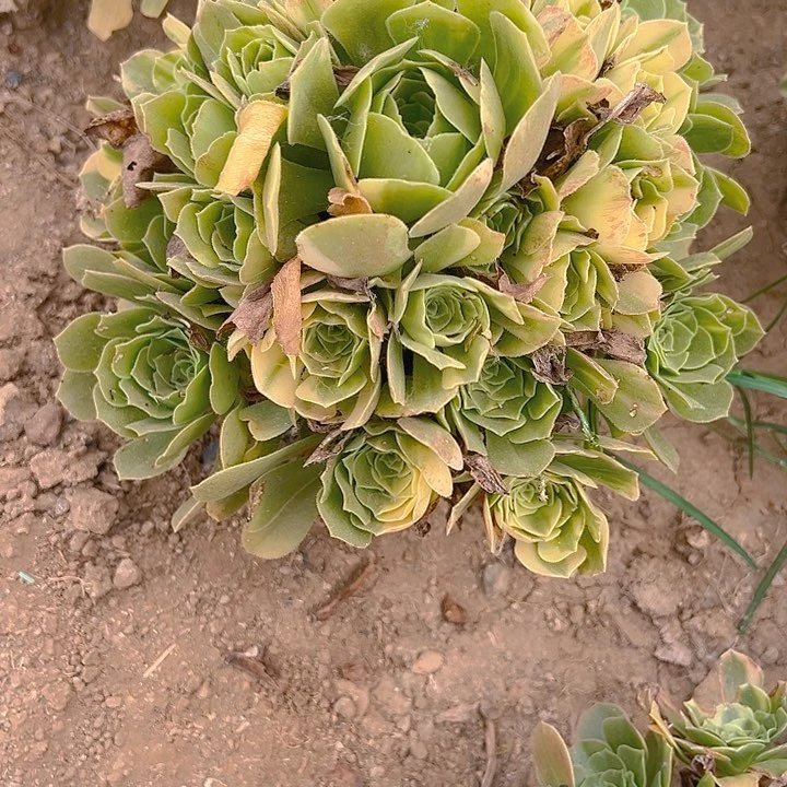 用****0748七彩琉璃多肉植物5