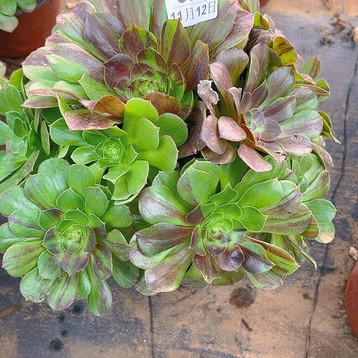 11.24-24花月夜多肉1