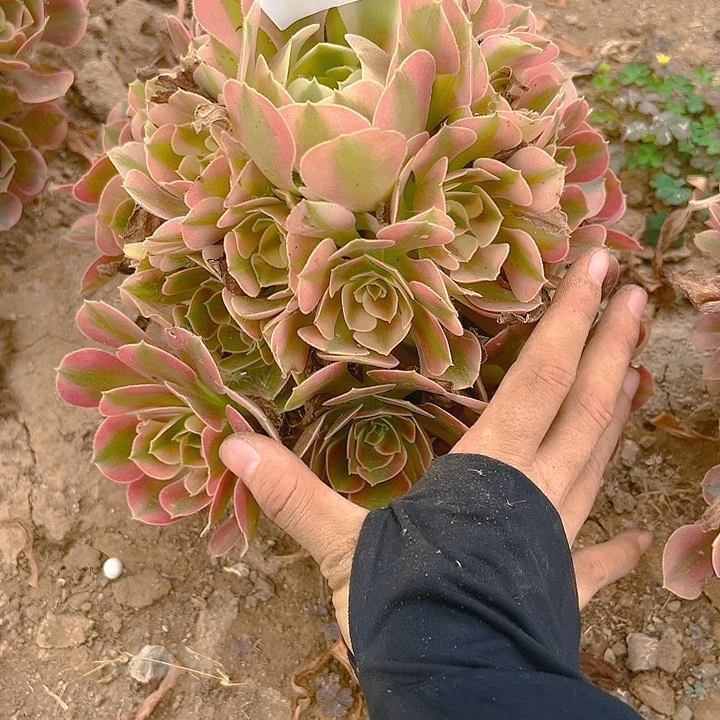 339香妃多肉植物3