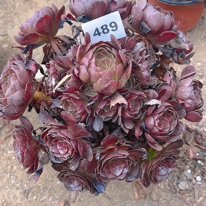 489黑寡妇多肉植物1