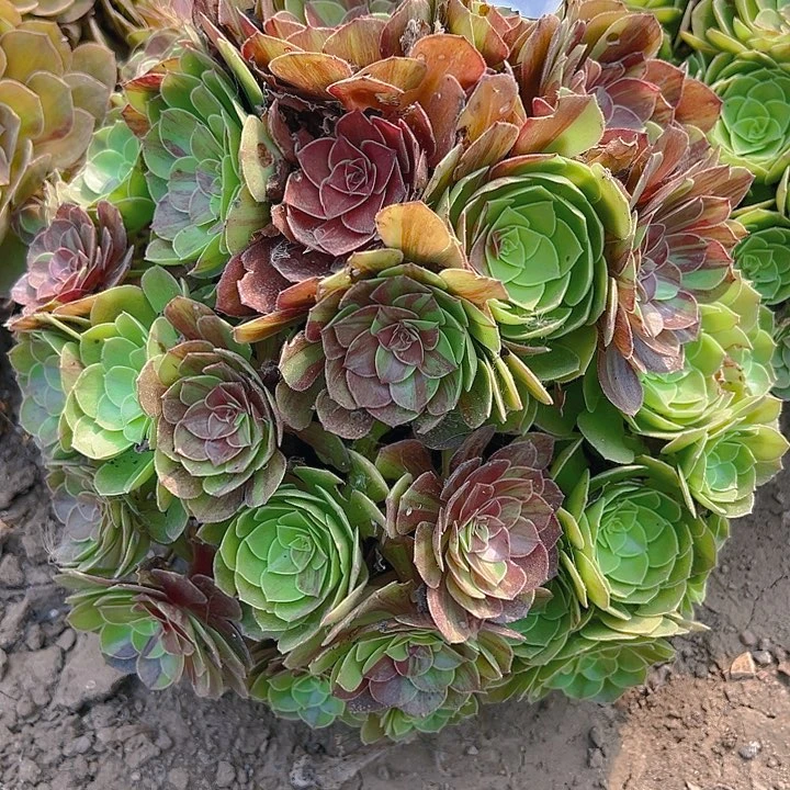 ?**?666花月夜多肉植物5