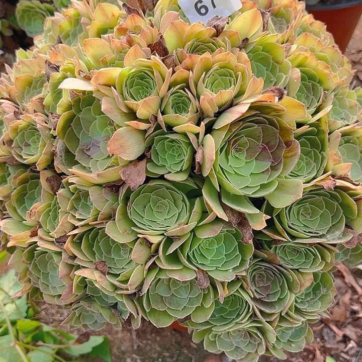 671万圣夜多肉植物1