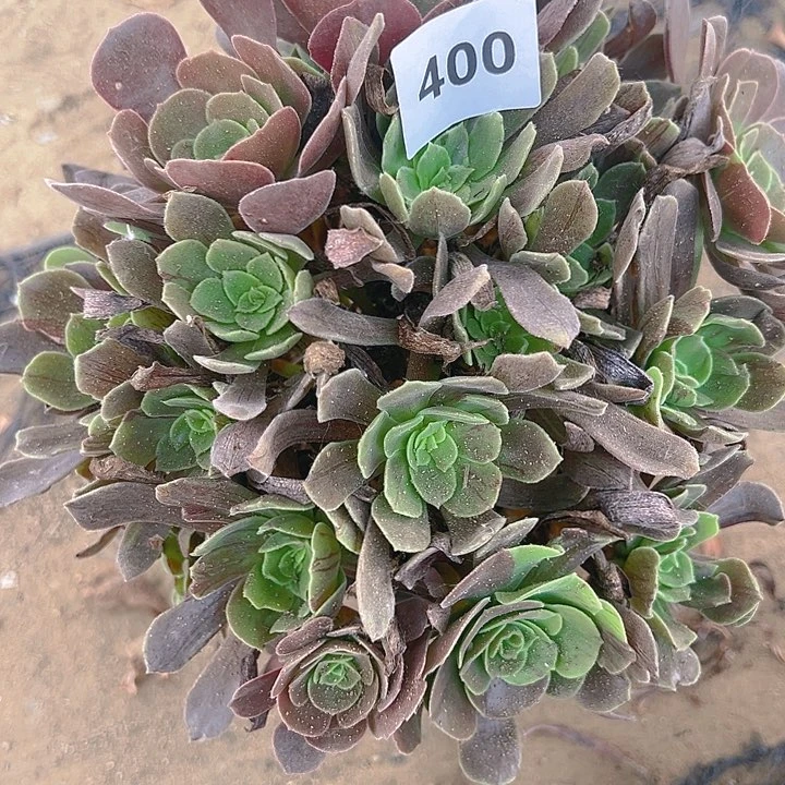 兰*400灰姑娘多肉植物1