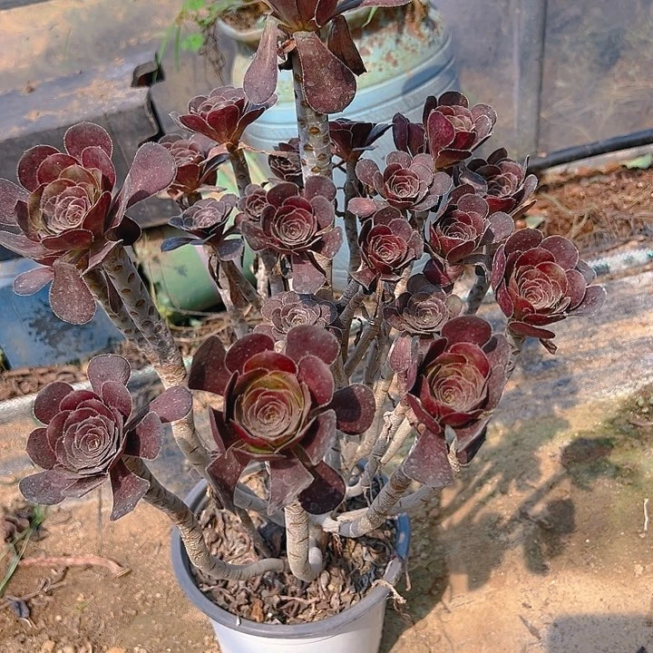 839黑法师多肉植物1