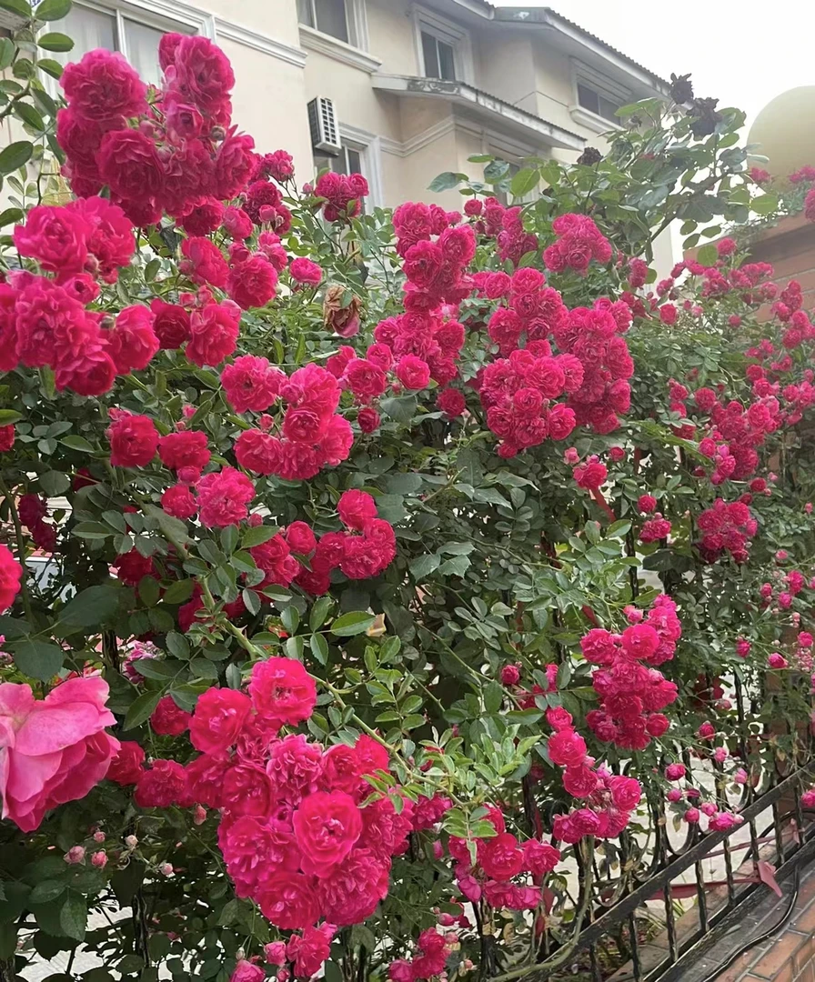 红罗莎莉藤本月季花大苗盆栽阳台庭院四季开花卉爬藤蔷薇玫瑰抗病