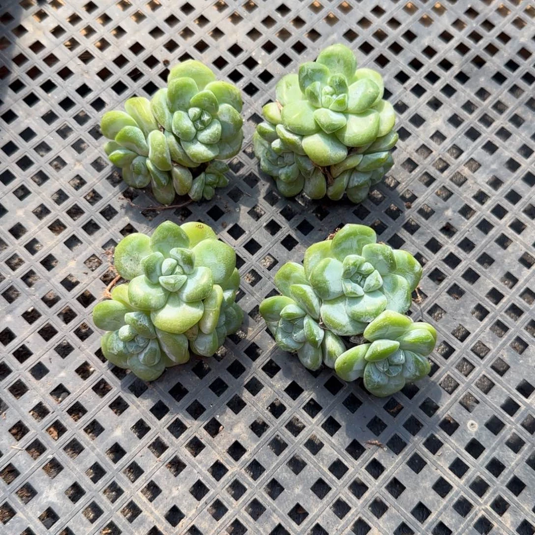 4颗翡翠粗腿老庄群生