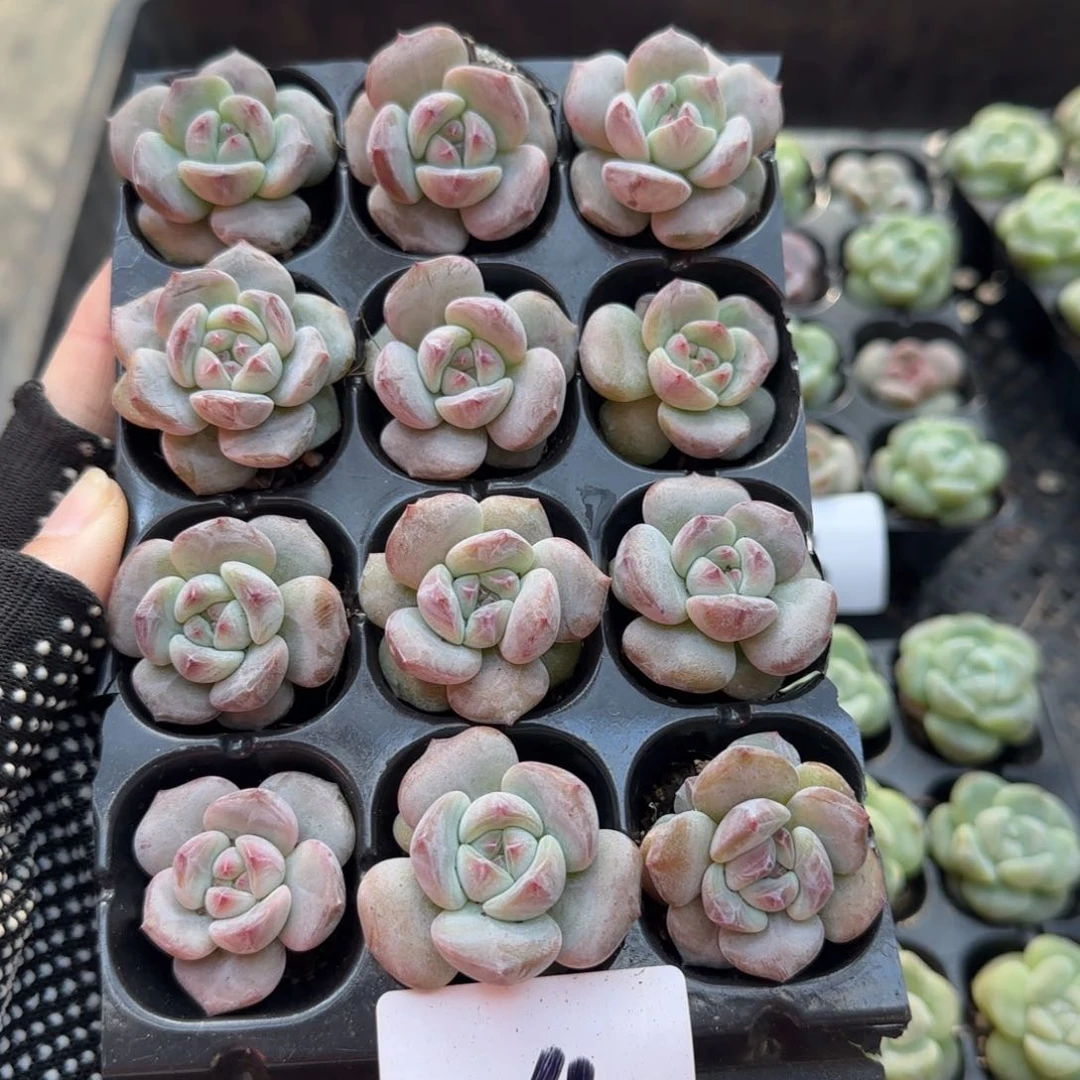 4哈哈哈哈哈哈哈哈哈哈