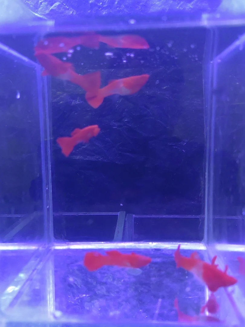 鸿运当头双分水孔雀鱼（入缸后不包损）