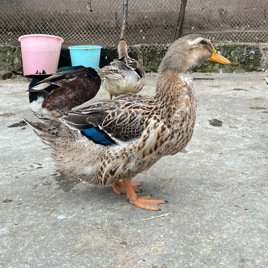 农家散养土鸭现场称重