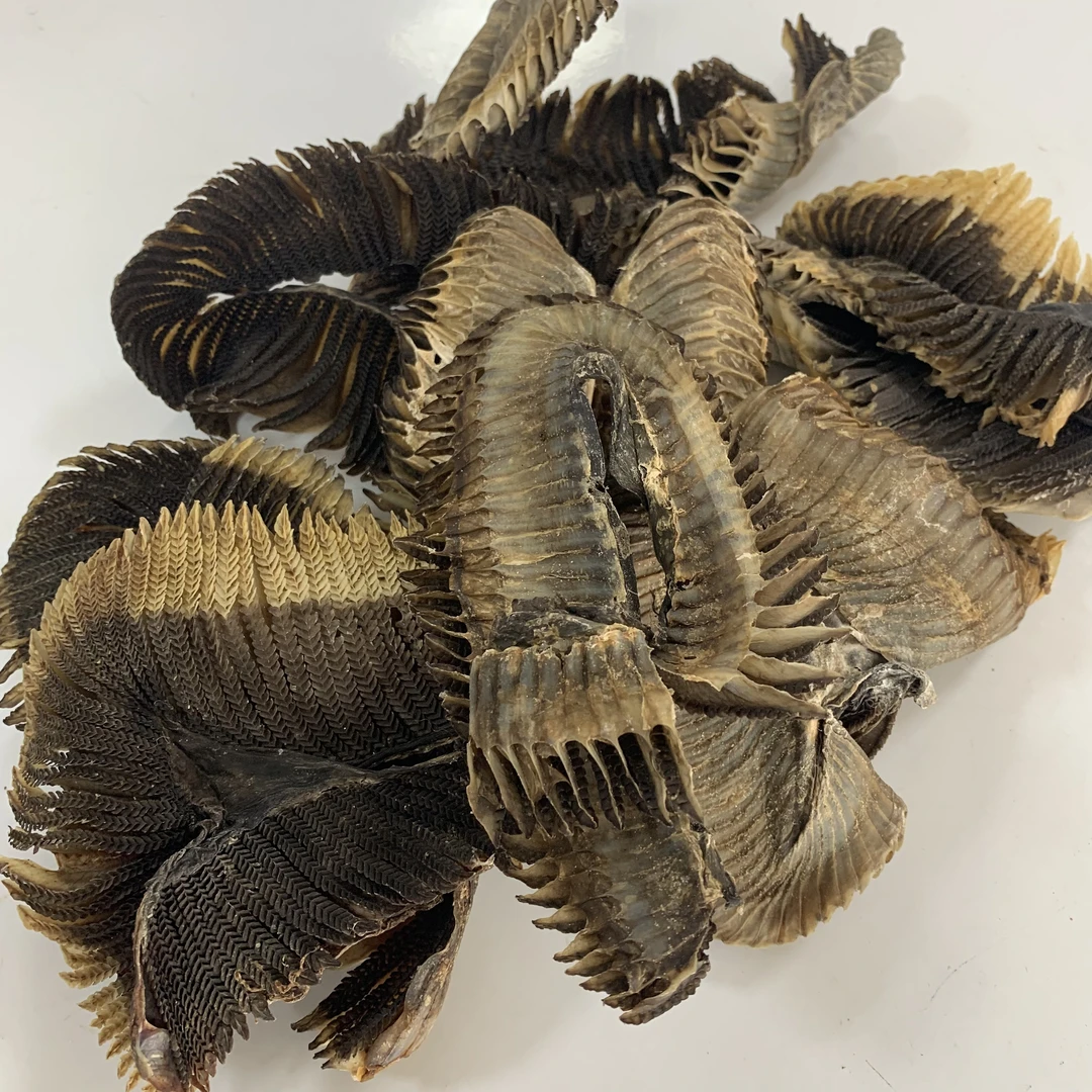 【翠贵海】彭鱼鳃 渔民生晒无添加 秋季适合汤水 干货 海产品