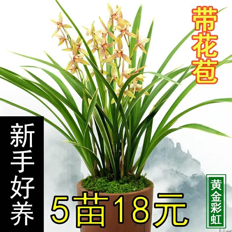 【带花苞】金边兰花黄金彩虹建兰四季兰盆栽客厅花卉植物室内花