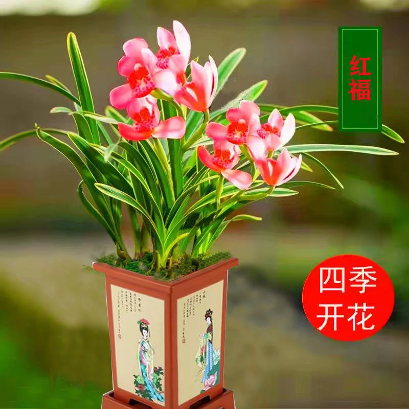 特价清仓 矮种浓香型兰花苗盆栽金边建兰绿植室内四季常青好养活