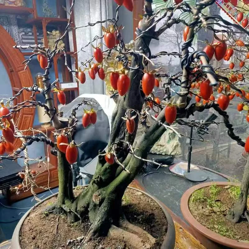 老鸭柿~金弹子~红枫