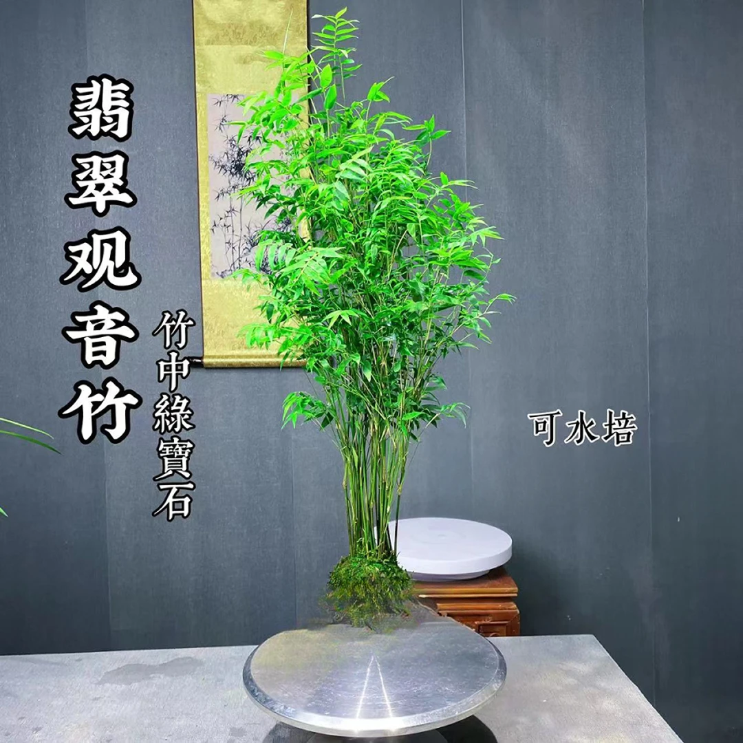 翡翠观音竹 翡翠竹种好发货苔藓球基地新手好养米竹绿植室内茶桌