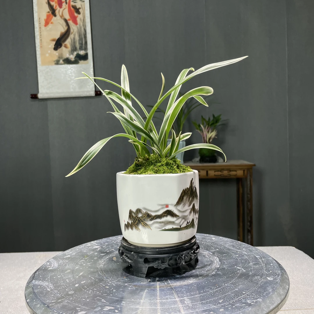 【风月荷】金边建兰铭品 带山水描金盆种好矮种 好养易活客厅茶桌